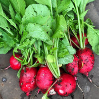 Heirloom German Giant radishes growing in a garden bed