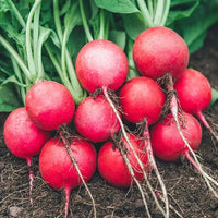 German Giant Radishes Growing in Home Garden