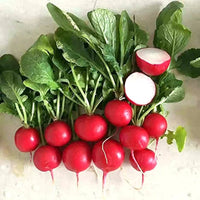German Giant radish seeds for home vegetable garden planting