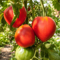 Pink De Barao Tomato Seeds – Large Pink Tomato Variety for Garden Growing