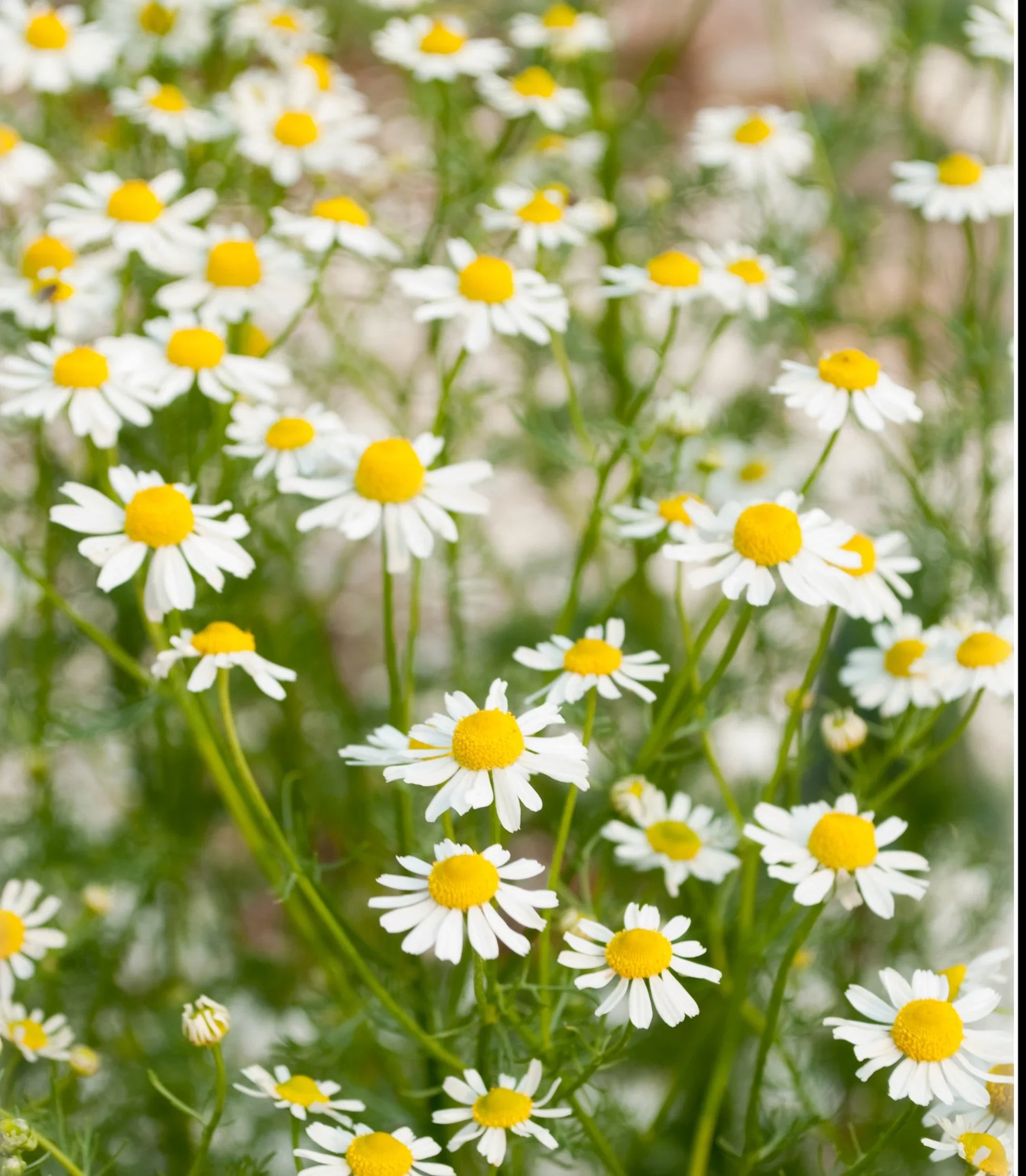German Chamomile Seeds Heirloom Garden Herb for Home Planting