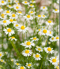 German Chamomile Seeds Heirloom Garden Herb for Home Planting