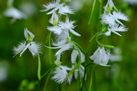 Radiata Orchid Flower seeds for Planting Bright Blooms Heirloom & GMO Free Seeds for Home Garden
