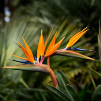 Yellow Green Strelitzia Flower seeds for Planting - Cut Flower Favorite, Heirloom & GMO Free Seeds for Home Garden