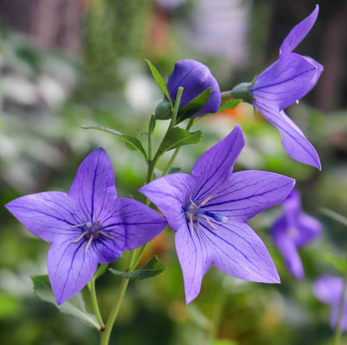 Violet Grandiflorus Flower seeds for Planting - Shade Tolerant, Heirloom & GMO Free Seeds for Home Garden