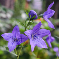 Purple Landscape Autumn Flower seeds for Planting - Drought Tolerant, Heirloom & GMO Free Seeds for Home Garden