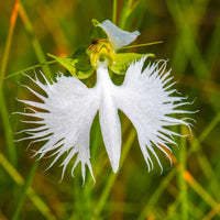 White Egret Flower Seeds for Easy Planting