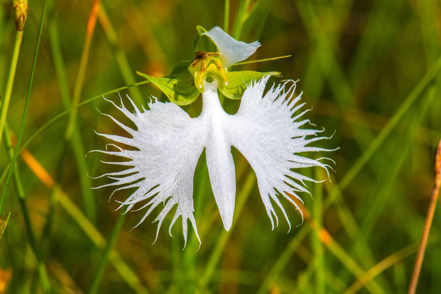Heron Orchid Flower seeds for Planting Bright Blooms Heirloom & GMO Free Seeds for Home Garden 
 
 Sale