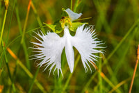Heron Orchid Flower seeds for Planting Bright Blooms Heirloom & GMO Free Seeds for Home Garden 
 
 Sale