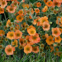 Geum Chiloense Flower seeds for Planting Fragrant Blossoms Heirloom & GMO Free Seeds for Home Garden