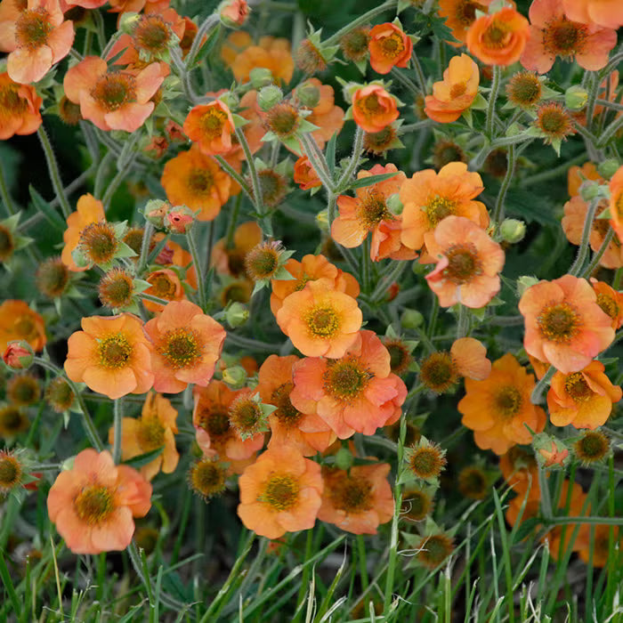 Geum Flower seeds for Planting Fragrant Blossoms Heirloom & GMO Free Seeds for Home Garden