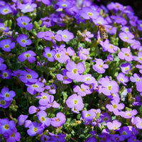 Aubretia Deltoides Flower seeds for Planting - Garden Favorite, Heirloom & GMO Free Seeds for Home Garden