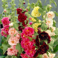 Mixed Hollyhock Flower seeds for Planting Vibrant Colors Heirloom & GMO Free Seeds for Home Garden 
 
 Sale