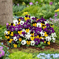 Bright pansy flowers growing during the cool season.