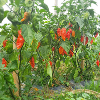 Heirloom Bhut Jolokia Ghost Pepper seeds for planting in gardens and containers