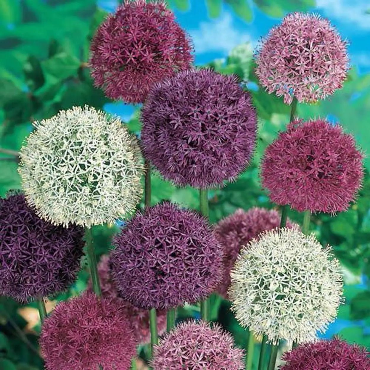 Tall Giant Allium perennial flowers creating a colorful ornamental landscape display.