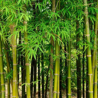 Giant Bamboo seeds for planting in home gardens and landscape borders.