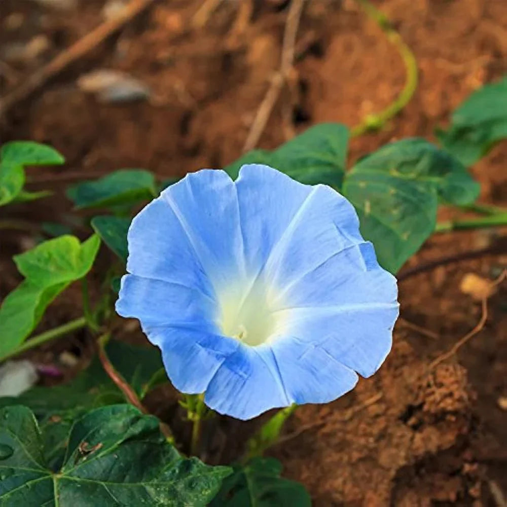 Giant Blue Moonflower seeds for planting in home gardens and trellises.