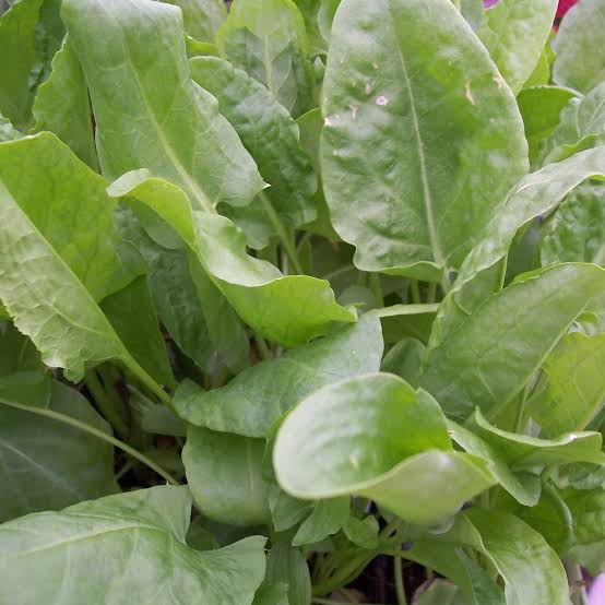 Giant Broadleaf Sorrel herb seeds ready for garden planting.