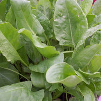 Giant Broadleaf Sorrel herb seeds ready for garden planting.