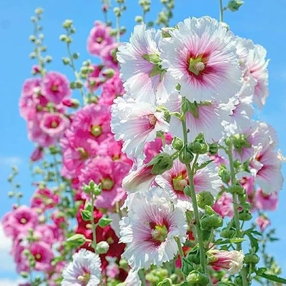 Giant Danish Mix Hollyhock flowers growing in a cottage garden border