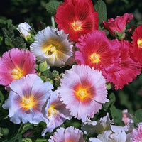 Giant Danish Mix Hollyhock seeds for planting with colorful tall flower spikes