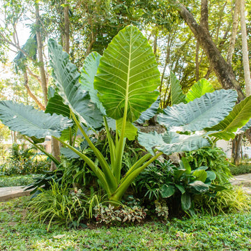 Giant Elephant Ear bulb with large ornamental foliage for shade gardens.