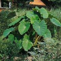 Giant Elephant Ear perennial plant for landscape borders and containers.
