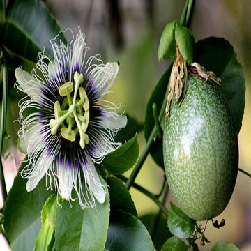 Giant Granadilla fruit seeds for planting in home gardens and containers.