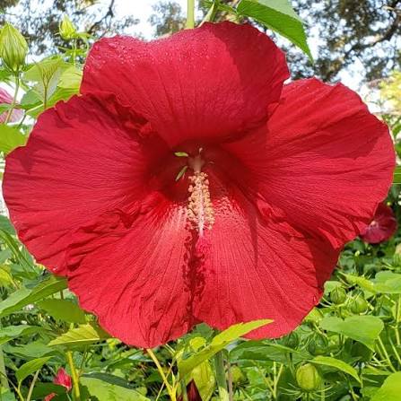 Giant Hibiscus flower seeds mix for colorful blooms in home gardens