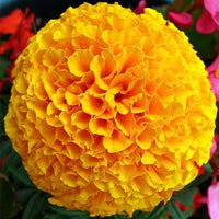 Giant Hybrid Marigold flower seeds for planting in home gardens and flower beds.