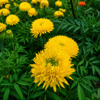 Giant Marigold ornamental flower seeds for decorative garden landscapes.