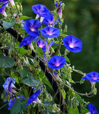 Giant Blue Moonflower flower seeds for ornamental vertical garden displays.