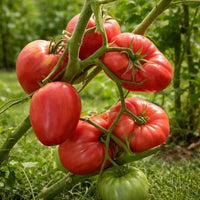 Large Giant Oxheart Heirloom Tomatoes