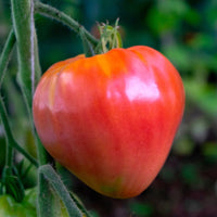 Giant Oxheart Tomato Plants Growing in Home Garden