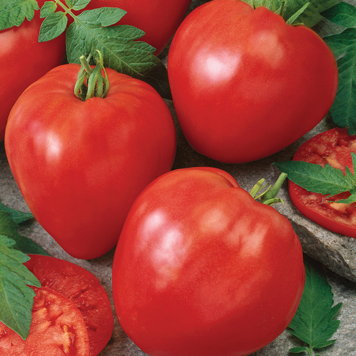 Giant Oxheart Tomato Seeds for Planting