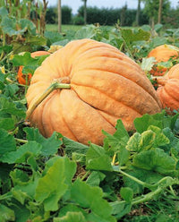 Giant pumpkin seeds for growing large pumpkins in backyard gardens.