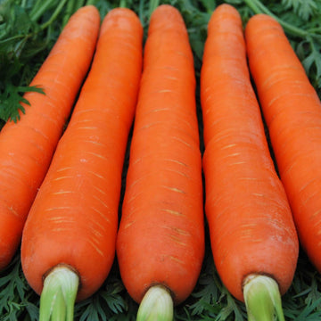 Giant red carrot plants growing in a healthy home vegetable garden.