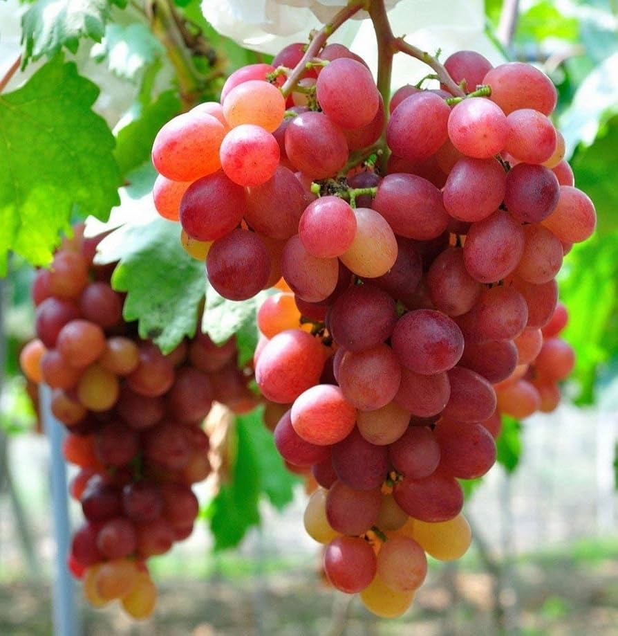 Giant Red Globe grape seeds for planting in home gardens