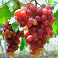 Giant Red Globe Grape seeds for planting in home gardens and vineyards.