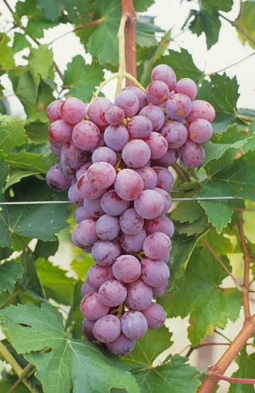 Giant Red Globe grape seeds for trellises, orchards, and outdoor landscapes