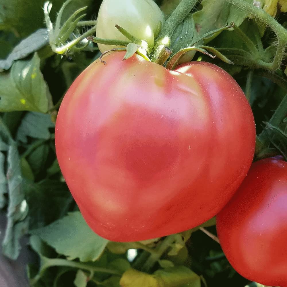 Closeup of Giant Red Oxheart Tomato Seeds and heart-shaped tomatoes