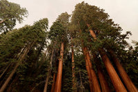 Heirloom California Giant Redwood evergreen tree seeds with natural garden appeal