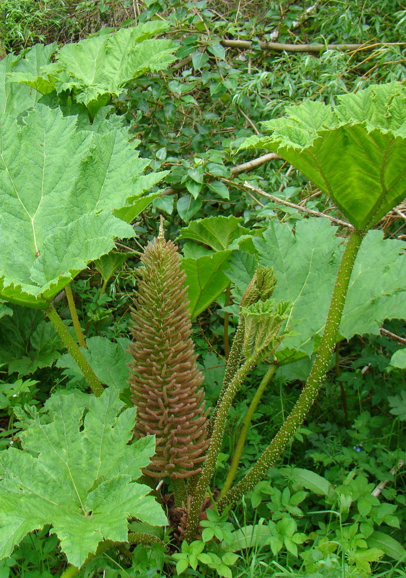 Gunnera Manicata Flower seeds for Planting Shade Tolerant Heirloom & GMO Free Seeds for Home Garden