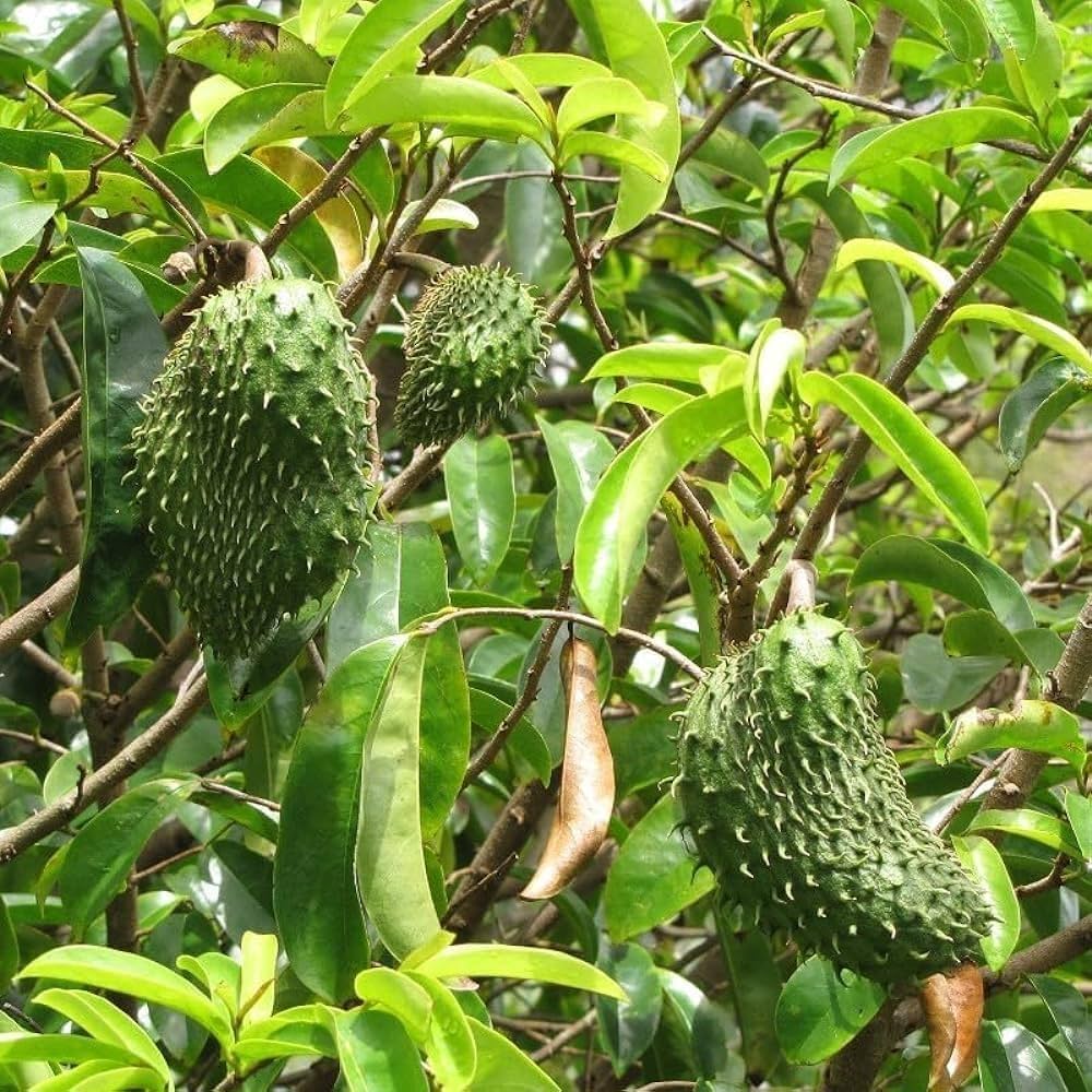 Giant Soursop Annona muricata fruit tree seeds for tropical home gardens