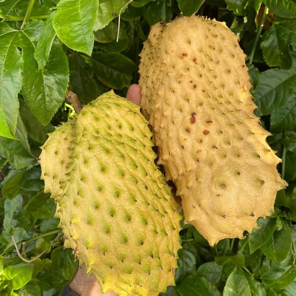 Giant Soursop (Annona muricata) seeds for planting in home gardens.