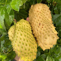 Giant Soursop (Annona muricata) seeds for planting in home gardens.