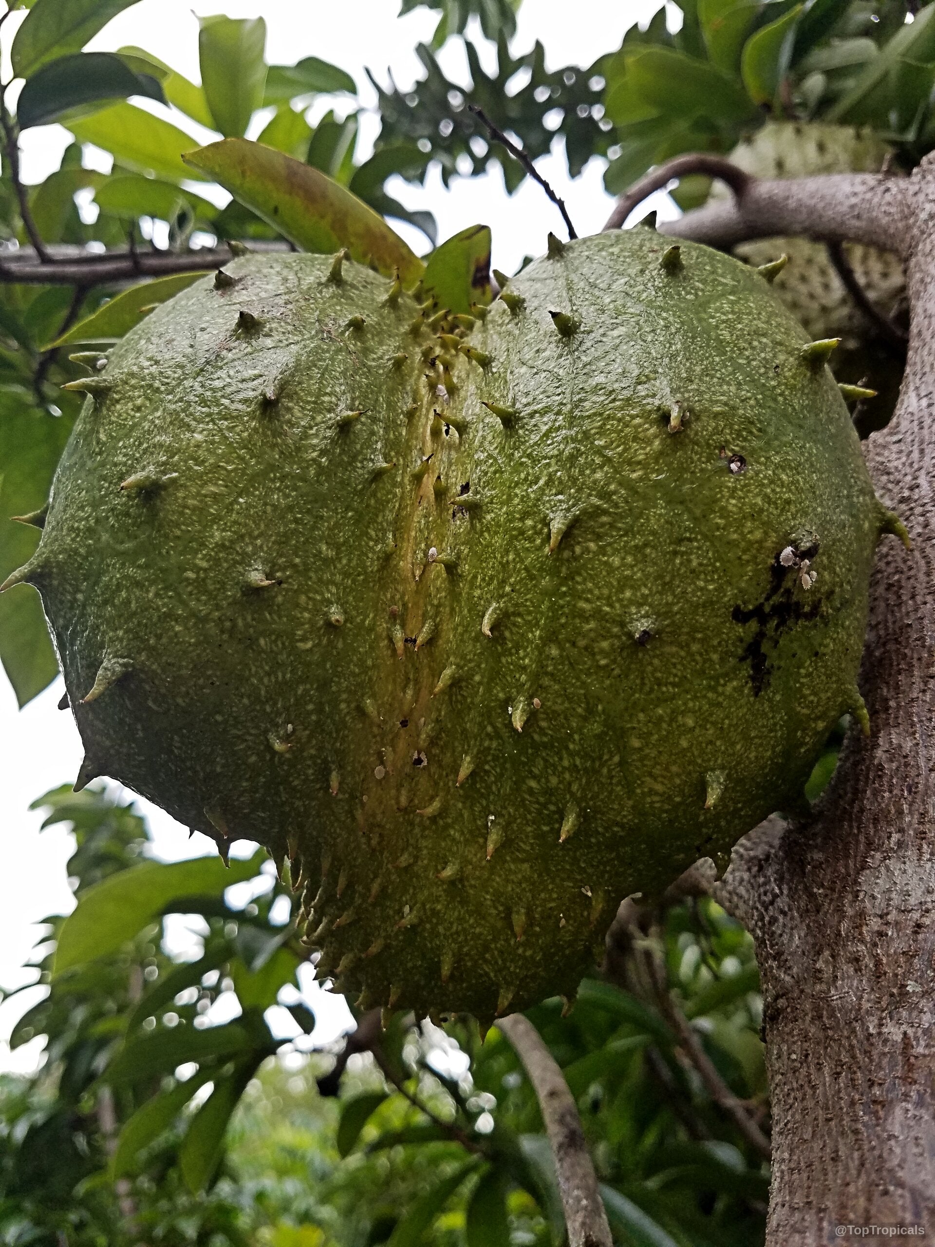 Giant Soursop seeds suitable for tropical fruit tree gardening.