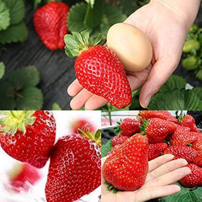 100 Pcs