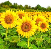 Giant sunflower flowers adding height and color to an outdoor garden